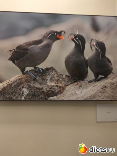 66 ����: ��������