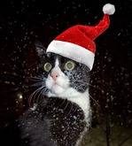 ��� ��� ������ ��������