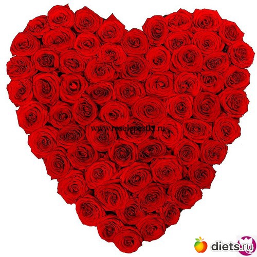 розы, альбом: Цветы Батайска