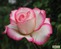 роза