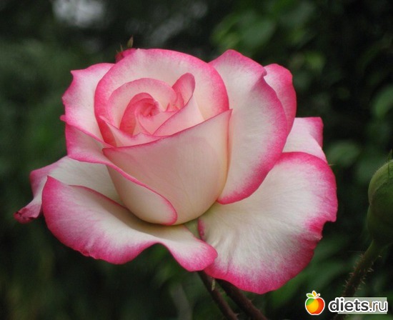 роза, альбом: Цветы Батайска