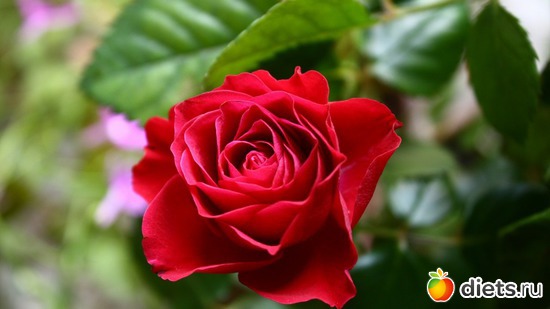 роза, альбом: Цветы Батайска