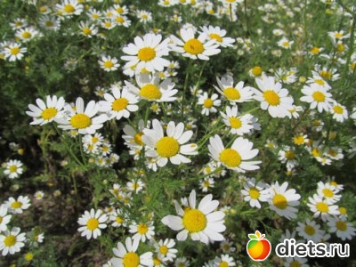 ромашки