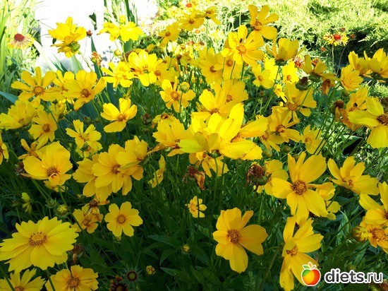 желтые цветы, альбом: Цветы Батайска