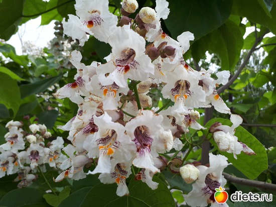 платан, альбом: Цветы Батайска