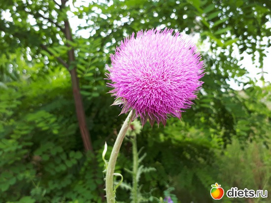 репей, альбом: Цветы Батайска