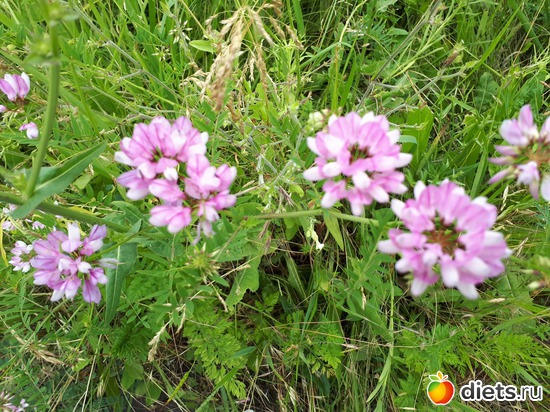 полевые цветы, альбом: Цветы Батайска
