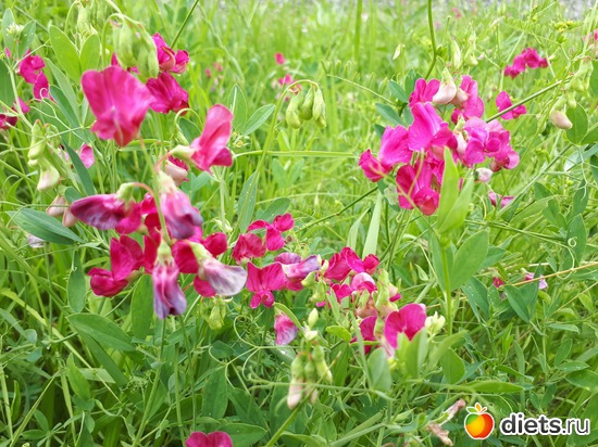 полевые цветы, альбом: Цветы Батайска