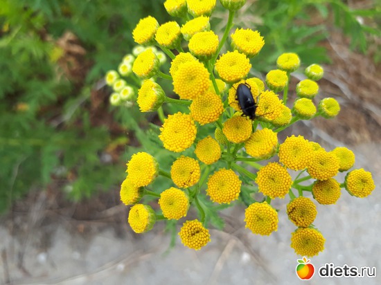 полевые цветы, альбом: Цветы Батайска