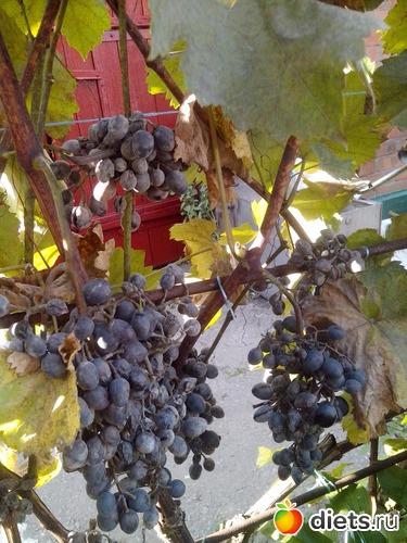 виноград, альбом: Осень 2017