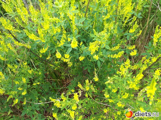 полевые цветы, альбом: Цветы Батайска