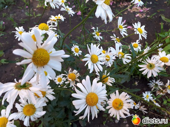 ромашки, альбом: Цветы Батайска