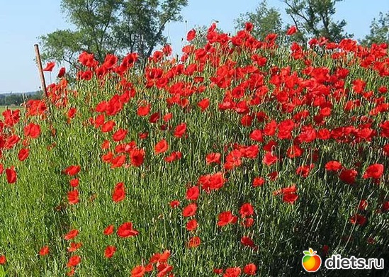маки, альбом: Цветы Батайска