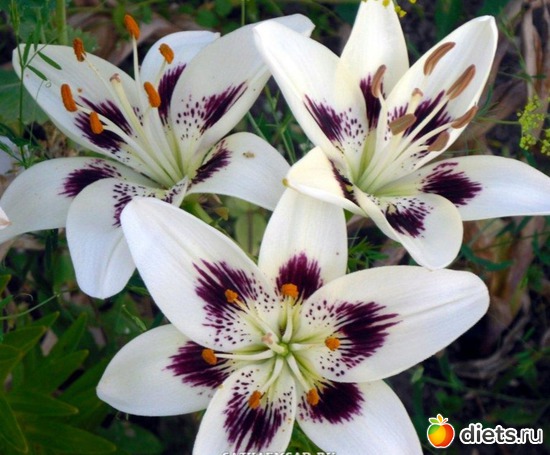 лилии, альбом: Цветы Батайска