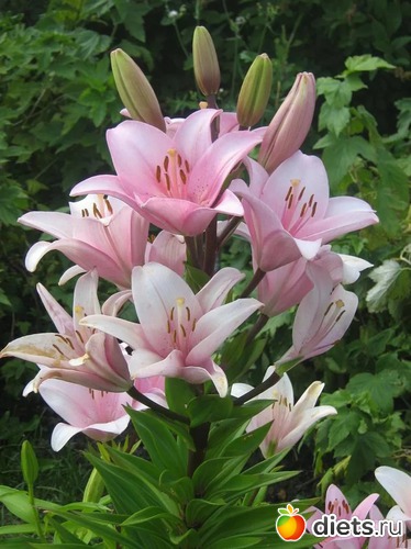 лилии, альбом: Цветы Батайска