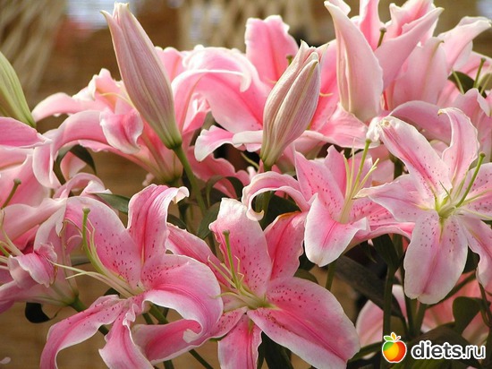 лилии, альбом: Цветы Батайска