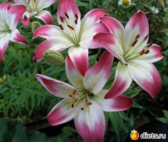 лилии, альбом: Цветы Батайска