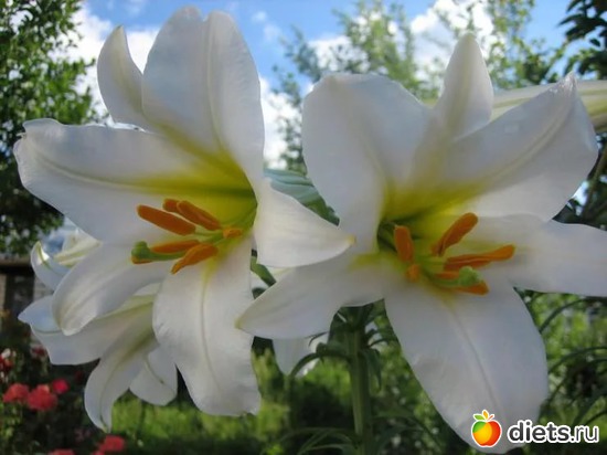 лилии, альбом: Цветы Батайска