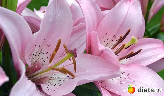 лилии, альбом: Цветы Батайска