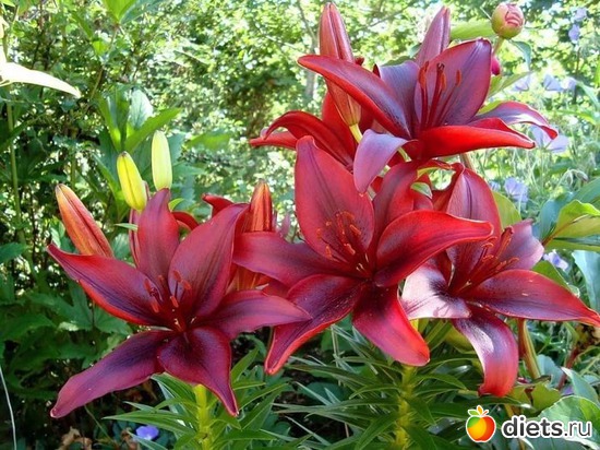 лилии, альбом: Цветы Батайска