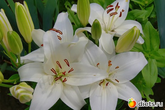 лилии, альбом: Цветы Батайска