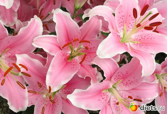 лилии, альбом: Цветы Батайска