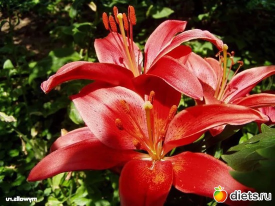 лилии, альбом: Цветы Батайска