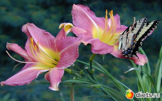 лилии, альбом: Цветы Батайска