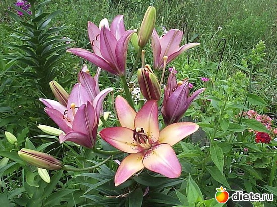 лилии, альбом: Цветы Батайска