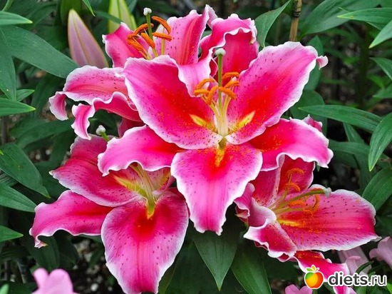 лилии, альбом: Цветы Батайска