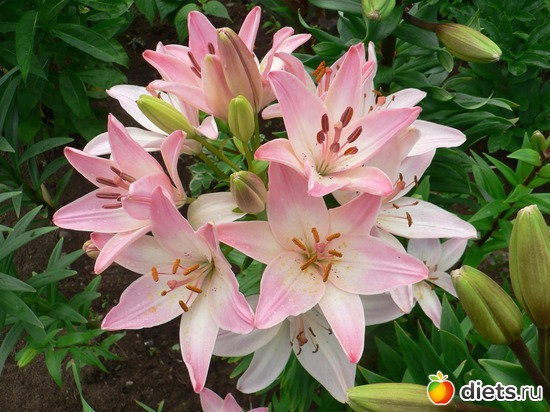 лилии, альбом: Цветы Батайска