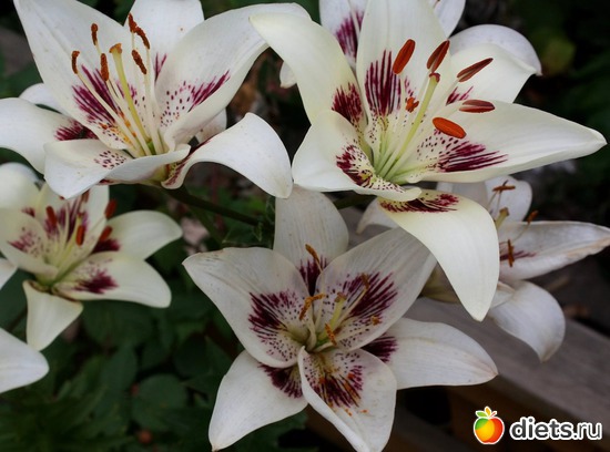 лилии, альбом: Цветы Батайска