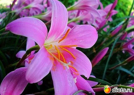 лилии, альбом: Цветы Батайска