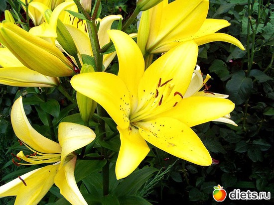 лилии, альбом: Цветы Батайска