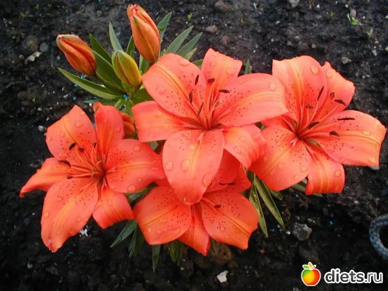 лилии, альбом: Цветы Батайска