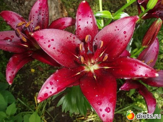 лилии, альбом: Цветы Батайска