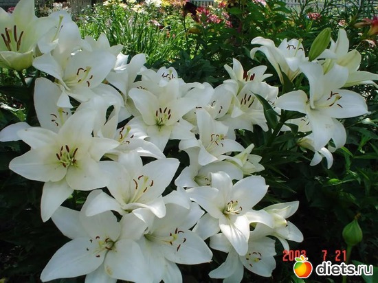 лилии, альбом: Цветы Батайска