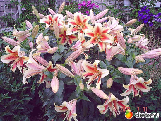 лилии, альбом: Цветы Батайска