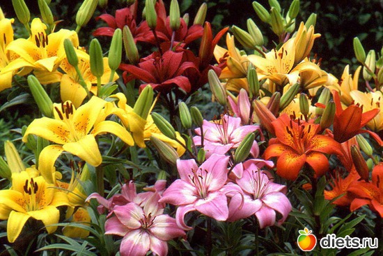 лилии, альбом: Цветы Батайска