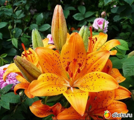 лилии, альбом: Цветы Батайска