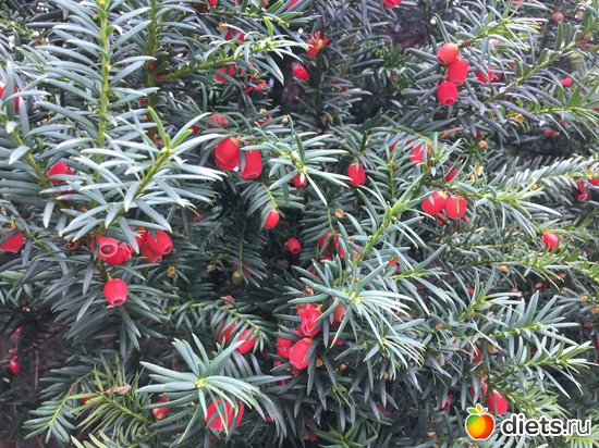 ���� ���������� , ����, ������: � ����� �����...