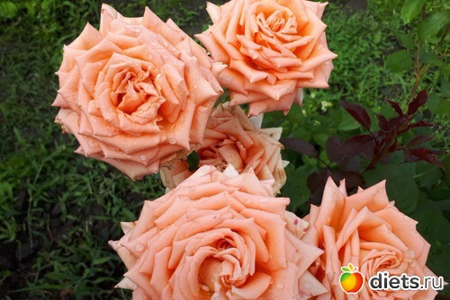 Розы Батайска