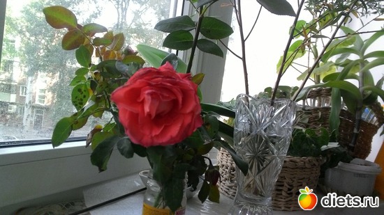 розы 07.10, альбом: Цветы Батайска