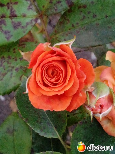 119 ����: ��������