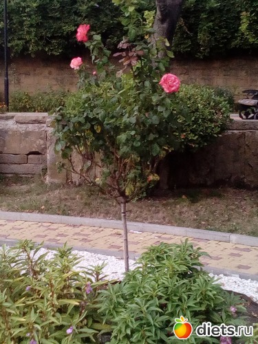 101 ����: ��������