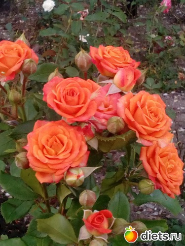 102 ����: ��������