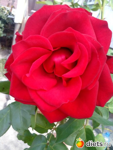 105 ����: ��������