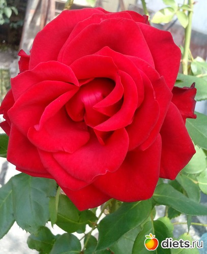 106 ����: ��������