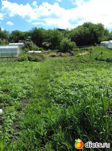 �������� �������.����� ������,���� ������, ������: ��� ����,��� ��������