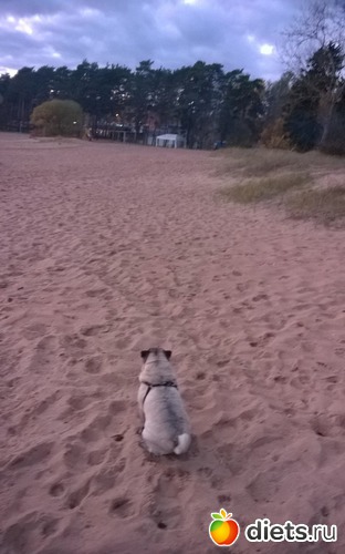 17 ����: ������